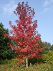Herstkleuren Biddinghuizen
