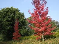 Herstkleuren Biddinghuizen