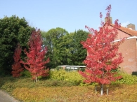 Herstkleuren Biddinghuizen
