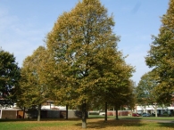 Herstkleuren Biddinghuizen