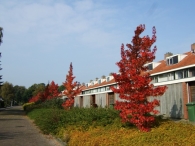 Herstkleuren Biddinghuizen
