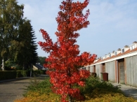 Herstkleuren Biddinghuizen