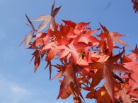 Herstkleuren Biddinghuizen