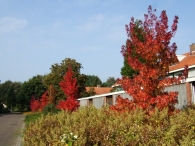 Herstkleuren Biddinghuizen