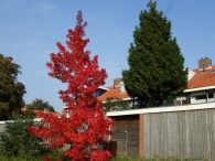 Herstkleuren Biddinghuizen