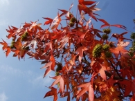 Herstkleuren Biddinghuizen