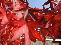 Herstkleuren Biddinghuizen