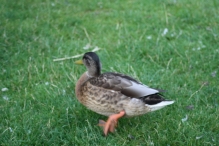Biddinghuizen