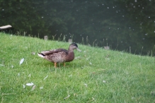 Biddinghuizen