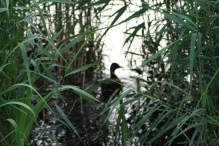 Biddinghuizen