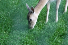 Biddinghuizen