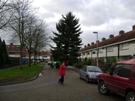 Plaatsen Kerstboom