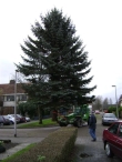 Plaatsen Kerstboom