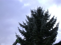Plaatsen Kerstboom