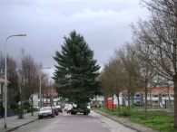Plaatsen Kerstboom