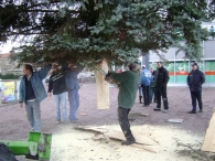Plaatsen Kerstboom