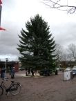 Plaatsen Kerstboom
