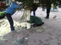 Plaatsen Kerstboom
