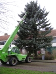 Plaatsen Kerstboom