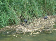 Opening Wandelpad (2)