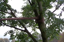 Aanleg broedplaats IJsvogel