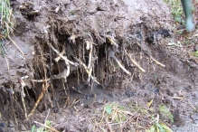 Aanleg broedplaats IJsvogel