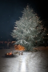 Kerstmarkt (De IJsvogel)