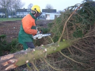 Kerstbomen versnipperen