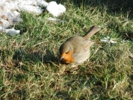 In Vogelvlucht: Dieren in de winter