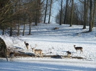 In Vogelvlucht: Dieren in de winter