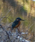In Vogelvlucht: Dieren in de winter