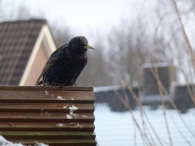 In Vogelvlucht: Dieren in de winter