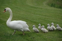 In Vogelvlucht: De Knobbelzwaan