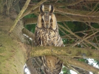 In Vogelvlucht: de ransuil