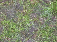 Lowlands 2006: dag 3