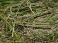 Lowlands 2007 - zondag