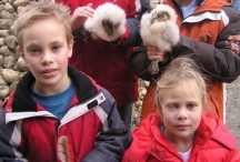 Kerkuilen aan de Nonnetjesweg