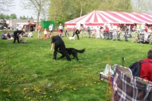 Koninginnedag 2004 - Doggy Dance
