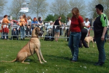 Koninginnedag 2004 - Doggy Dance (2)