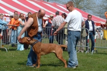 Koninginnedag 2004 - Doggy Dance (2)