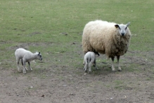 Nieuw leven op Scharrelberg