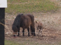 Geboorte paard