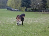 Geboorte paard