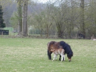 Geboorte paard