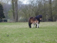 Geboorte paard