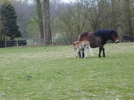 Geboorte paard