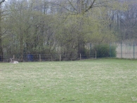 Geboorte paard