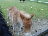 Geboorte paard