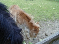 Geboorte paard