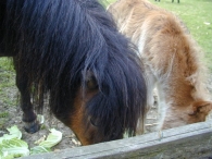 Geboorte paard